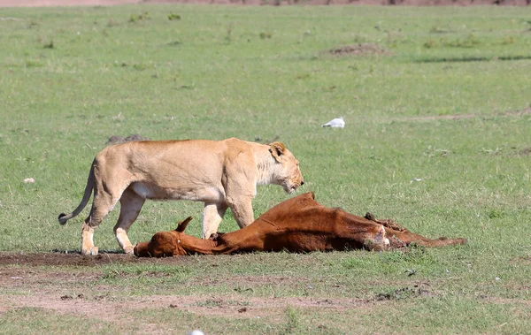 Löwe in Afrika — Stockfoto