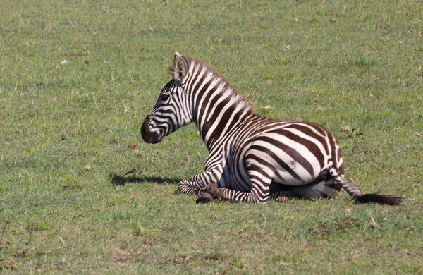 Zebras in Africa — Stock Photo, Image