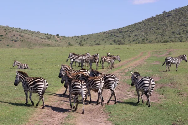 Zèbres en Afrique — Photo