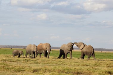 Afrika fili