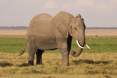 Afrika fili