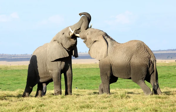 Elefante en África — Foto de Stock