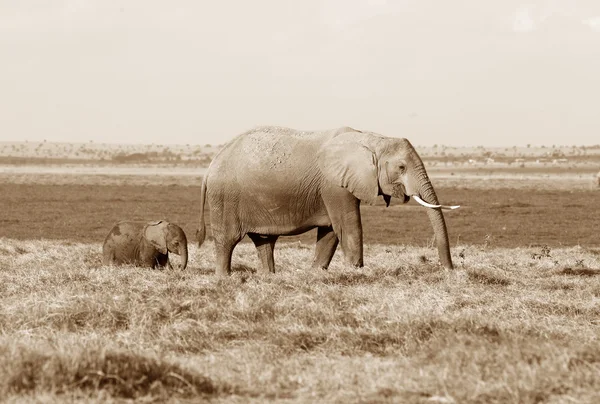 Elefante en África —  Fotos de Stock