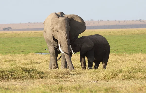 Elephant in Africa — Stock Photo, Image