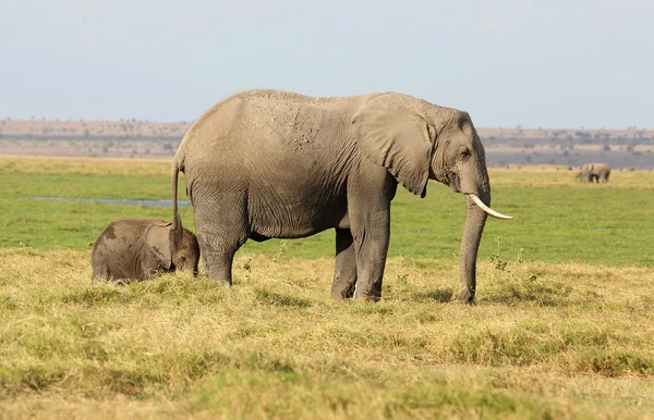 Elefante en África —  Fotos de Stock