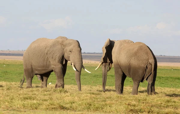 Elefante en África — Foto de Stock