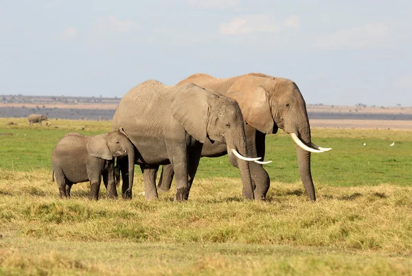 Elefante en África — Foto de Stock