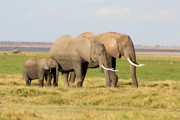 Слон в Африке — стоковое фото