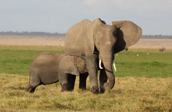 L'éléphant en Afrique — Photo