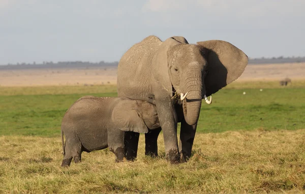 Afrika fili — Stok fotoğraf