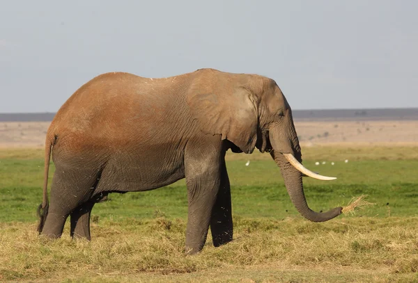 Afrika fili — Stok fotoğraf