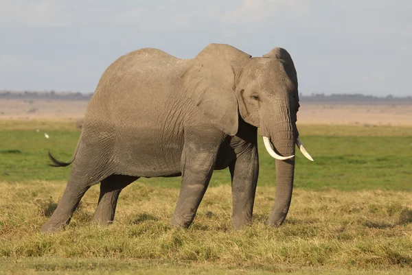 Elephant in Africa — Stock Photo, Image