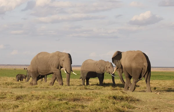 Elephant in Africa — Stock Photo, Image