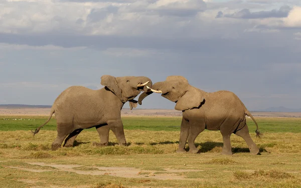 Elefante en África — Foto de Stock