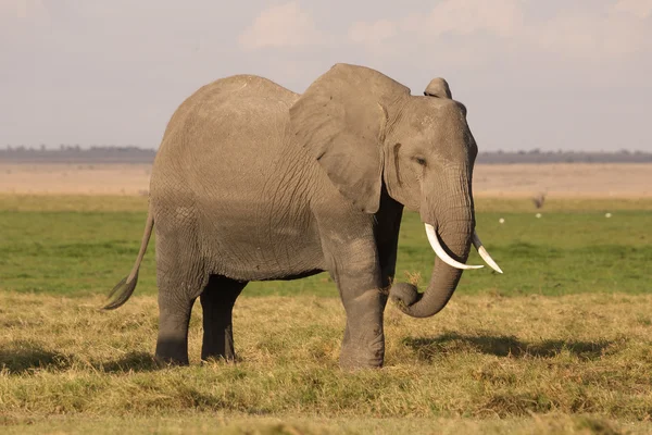 Słoń w Afryce Obrazek Stockowy
