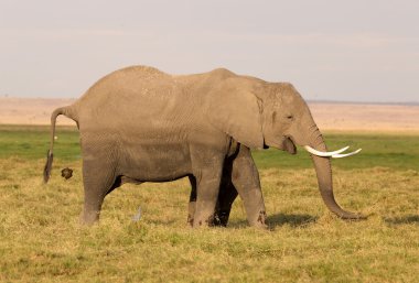 Afrika fili