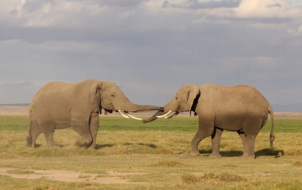 अफ्रीका में हाथी — स्टॉक फ़ोटो, इमेज