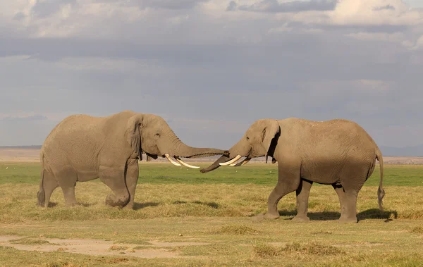 Elephant in Africa — Stock Photo, Image