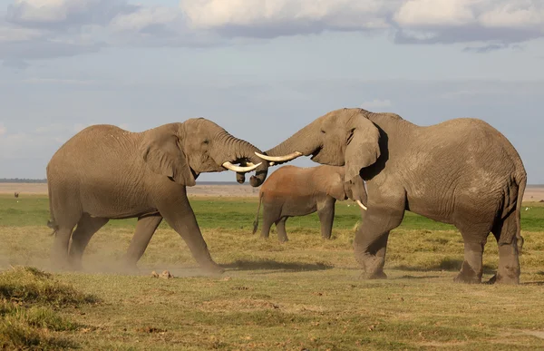 Elefante en África — Foto de Stock