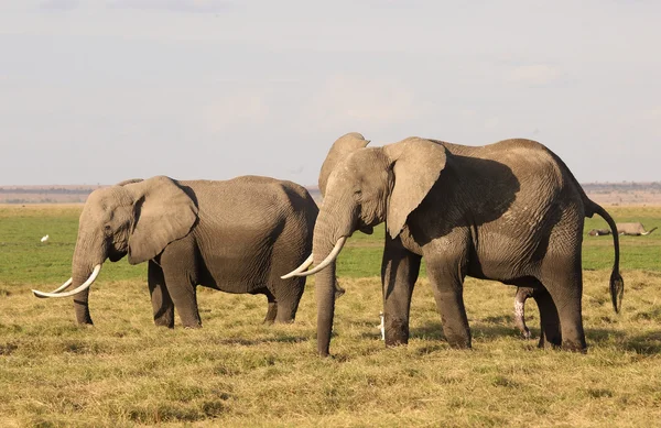 Elefante en África — Foto de Stock