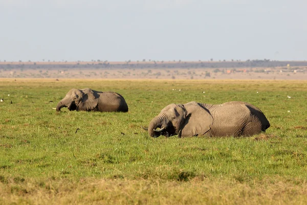 Elefante en África —  Fotos de Stock