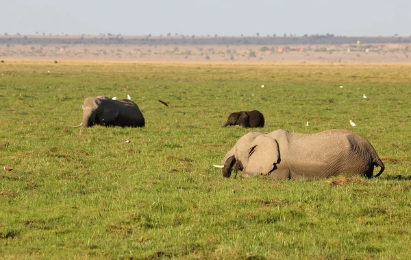 Elefante en África — Foto de Stock