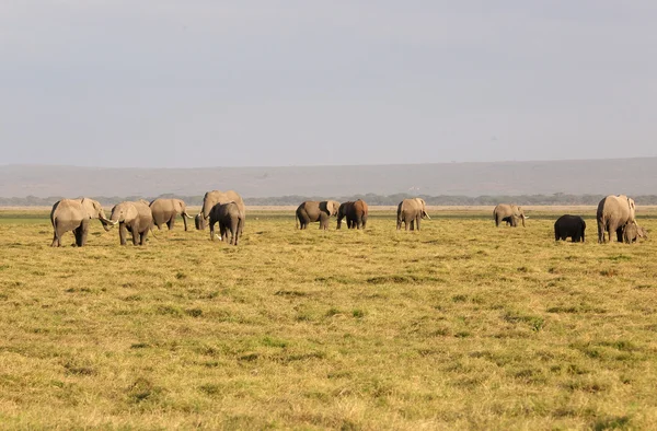 Elefante en África — Foto de Stock