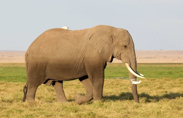 Elefante en África — Foto de Stock