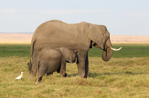 Elefante en África —  Fotos de Stock