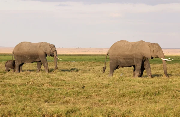 Слон в Африке — стоковое фото