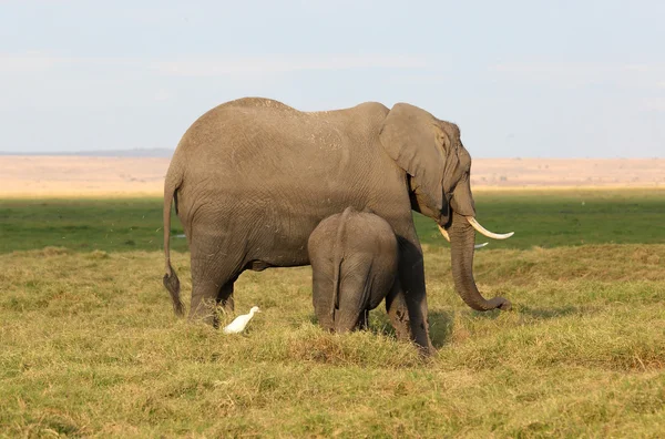 Elefante en África — Foto de Stock