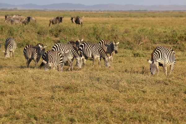 Zebras in Africa — Stock Photo, Image