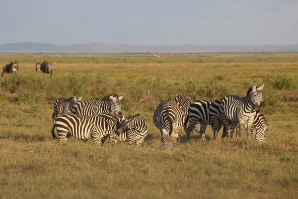 Zèbres en Afrique — Photo