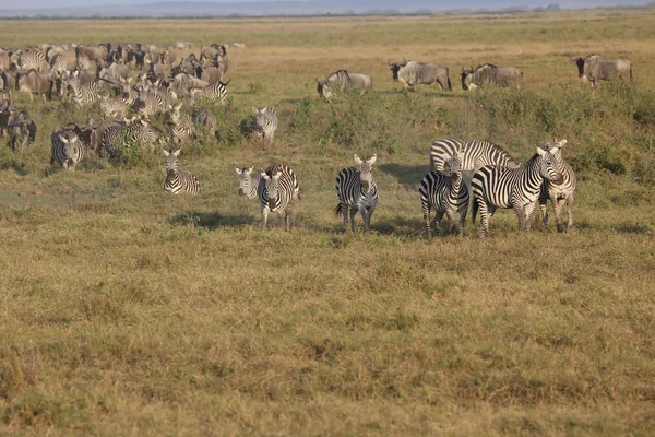Zebre in Africa — Foto Stock