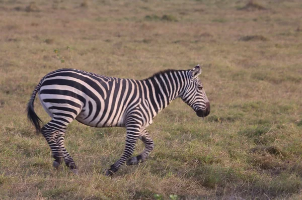 Spinnaker towerZebralar Afrika