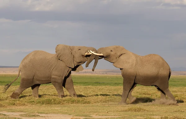 L'éléphant en Afrique — Photo
