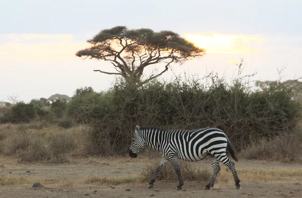 Zèbres en Afrique — Photo