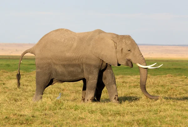 非洲大象 图库照片