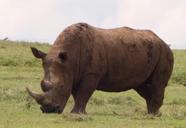 Rhinos in Africa — Stock Photo, Image