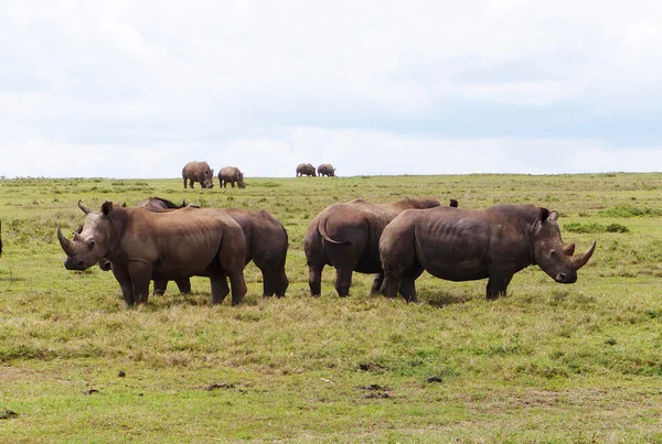 Rinocerontes en África — Foto de Stock