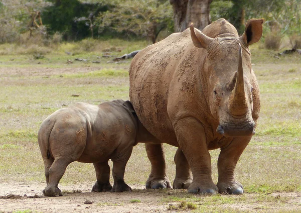 Rhinocéros en Afrique — Photo