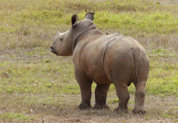 Rhinos in Africa — Stock Photo, Image