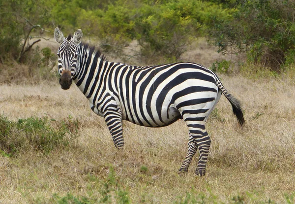 Zebras in Afrika — Stockfoto