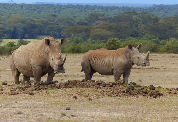 Rinocerontes en África — Foto de Stock
