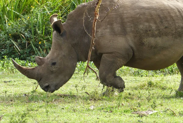 Ρινόκεροι στην Αφρική — Φωτογραφία Αρχείου