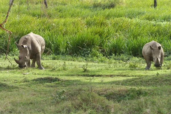 Nashörner in Afrika — Stockfoto