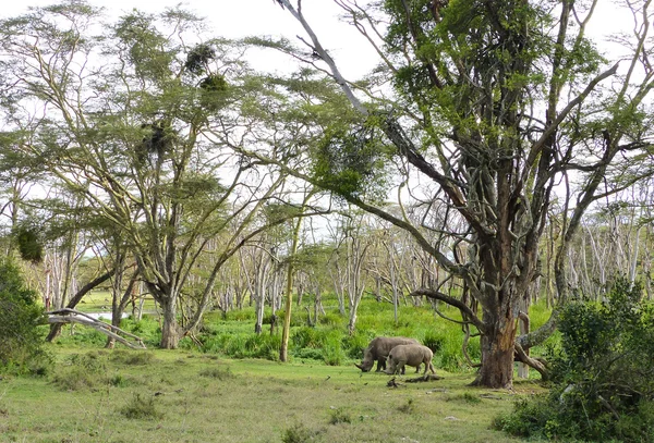 Neushoorns in Afrika — Stockfoto
