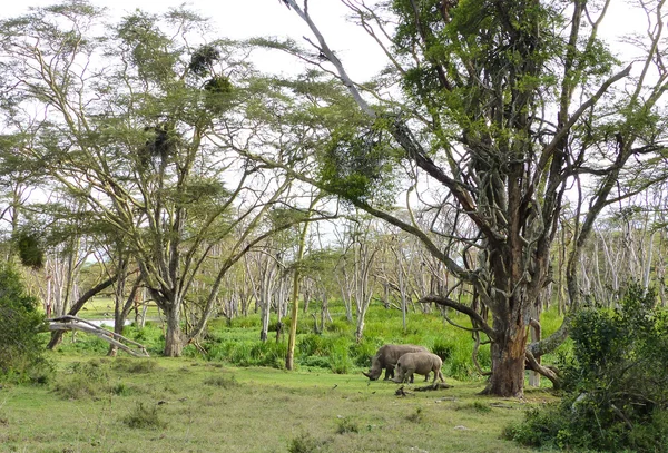 Rhinos in Africa — Stock Photo, Image