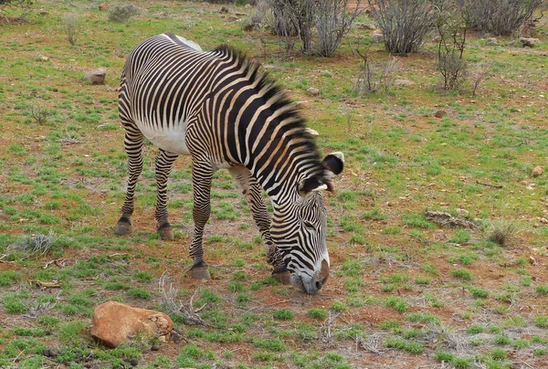 Cebras en África — Foto de Stock