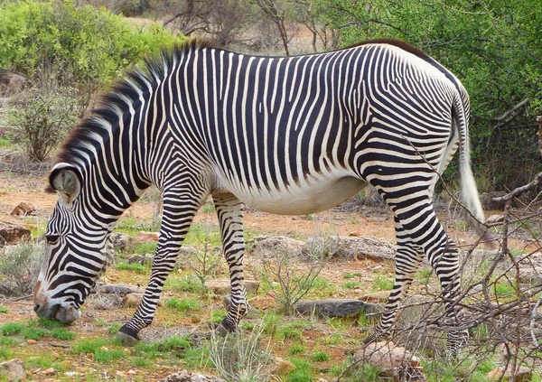 Zebror i Afrika — Stockfoto